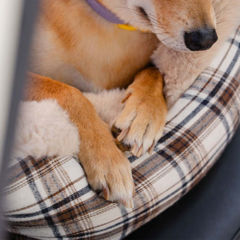 犬用旅行用バンケット - 快適で取り付けが簡単