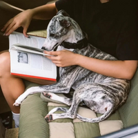 Cadeira de Auto Traseira para Cão – Instalação Fácil e Estabilidade 